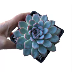 Echeveria Pink Line - comprar online