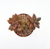 Graptosedum Bronze