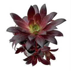 Aeonium Black Magic - comprar online