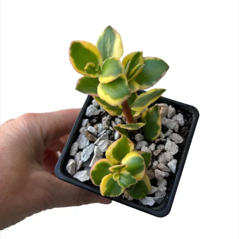 Crassula sarmentosa variegada