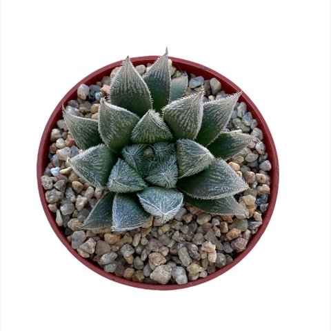 Haworthia cooperi Venusta
