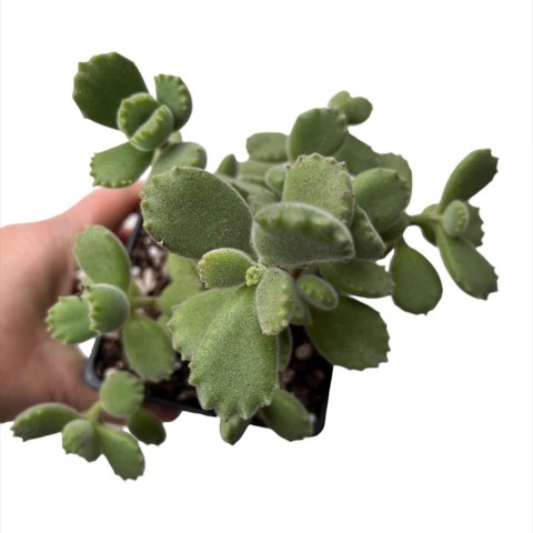 Cotyledon tomentosa (Garra de oso) - comprar online