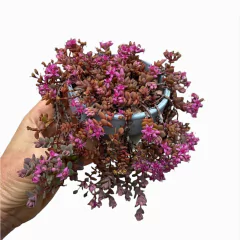 Sedum cyaneum en internet