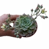 Graptoveria Margarete Reppin