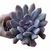 Graptoveria Topsy Debbi XL (Lilac Spoons / Cupido)