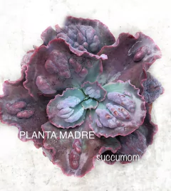 Echeveria Bumps - comprar online