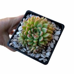 Echeveria Mebina