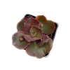 Echeveria Cupeno