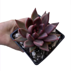 Echeveria Psyche - comprar online