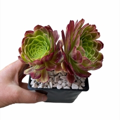Aeonium Fiesta (4 medidas) - comprar online