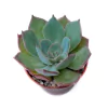 Echeveria Leila