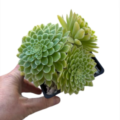 Aeonium Emerald Ice ( 3 medidas) - comprar online