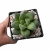 Haworthia sp