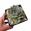 Echeveria Mexicanita