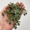 Sedum cyaneum