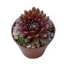 Sempervivum Crimson Velvet