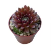 Sempervivum Crimson Velvet