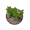 Crassula dejecta