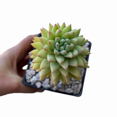 Sedeveria Soft Rime - comprar online