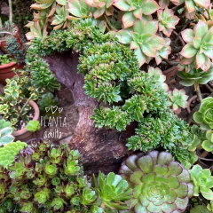 Aeonium Bronze Medal crestado en internet