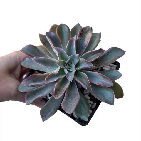 Echeveria Cuzco - comprar online