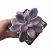 Graptopetalum Murasaki