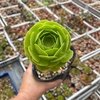 Aeonium Green Rose