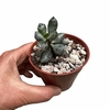 Adromischus alstonii clon tricolor