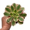 Aeonium Sunburst XXL - comprar online