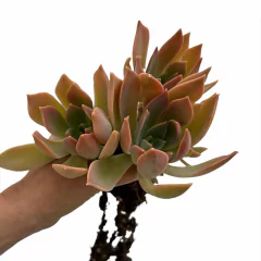 Graptoveria 'Waterlily'