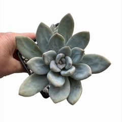 Pachyveria NN