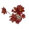 Aeonium decorum