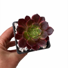 Aeonium Hallowen variegado - comprar online