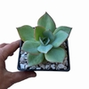 Echeveria Cansu