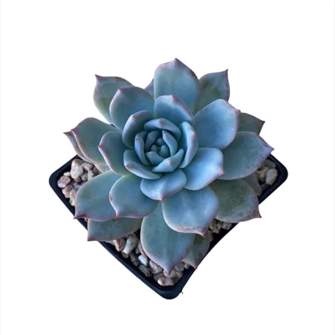 Echeveria Blue Bird