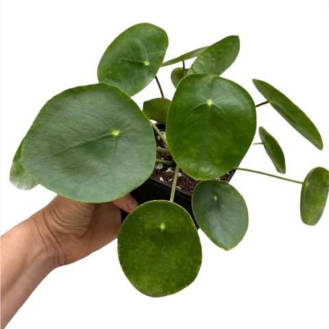 Pilea peperomioides