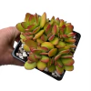 Crassula sp