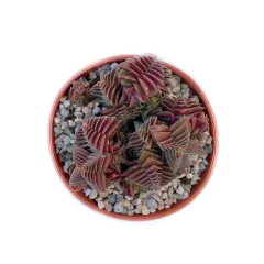 Crassula capitella - comprar online