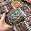 Echeveria Atlantis