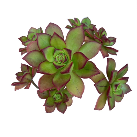 Aeonium Haworthii