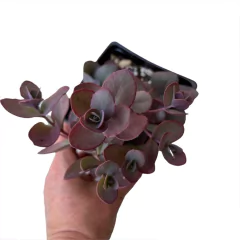 Sedum Sunsparkler Cherry Tart - comprar online