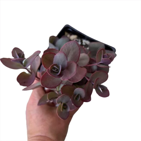 Sedum Sunsparkler Cherry Tart - comprar online