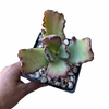 Cotyledon Coral