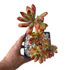 Echeveria minibelle XL