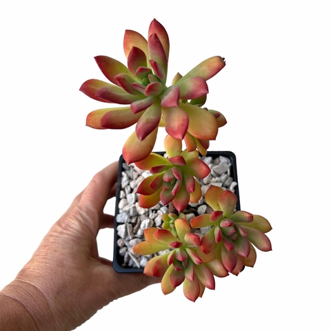 Echeveria minibelle