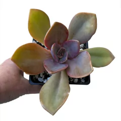 Graptoveria Fred Ives - comprar online