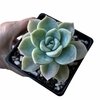 Graptoveria Fantome