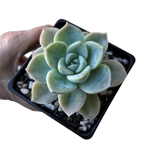 Graptoveria Fantome