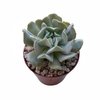 Echeveria runyonii Topsy Turvy