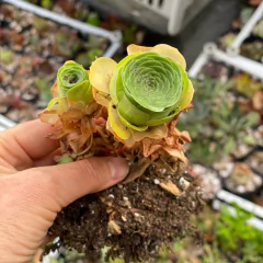 Greenovia aureum "Dragon Ball" en internet